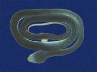 藏品(赤尾青竹絲)的圖片